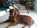 Cody at Christmas time. 9 years old